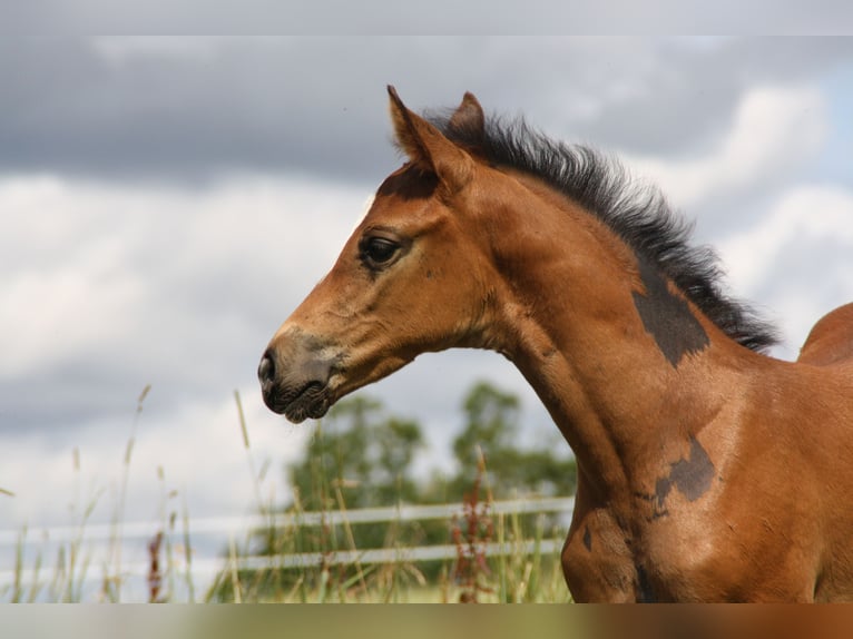 Cheval de sport allemand Jument Poulain (06/2024) 168 cm Bai in Zweibrücken