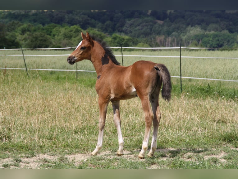 Cheval de sport allemand Jument Poulain (06/2024) 168 cm Bai in Zweibrücken