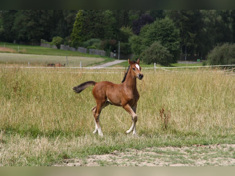 Cheval de sport allemand Jument Poulain (06/2024) 168 cm Bai in Zweibrücken