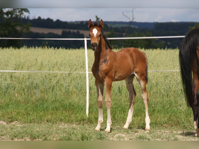 Cheval de sport allemand Jument Poulain (06/2024) 168 cm Bai in Zweibrücken