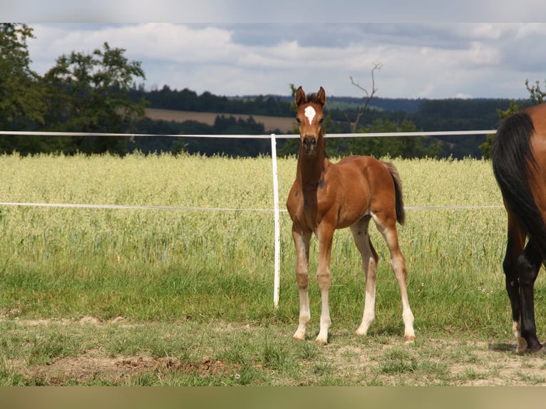 Cheval de sport allemand Jument Poulain (06/2024) 168 cm Bai in Zweibrücken