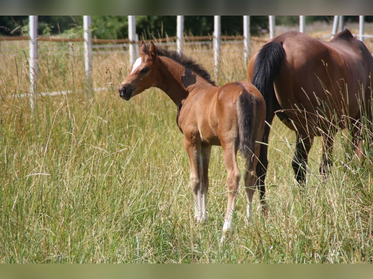 Cheval de sport allemand Jument Poulain (06/2024) 168 cm Bai in Zweibrücken