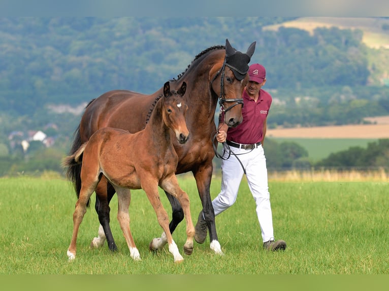 Cheval de sport allemand Jument Poulain (04/2025) 168 cm Bai in D&#xF6;brichau