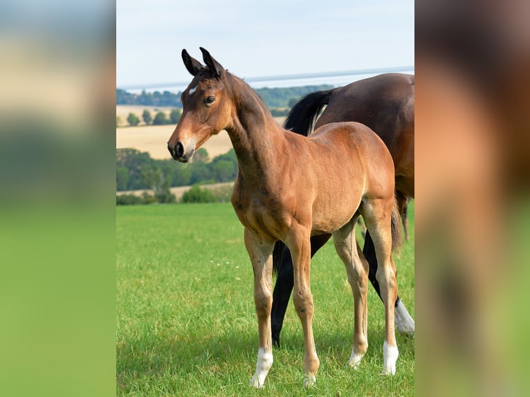 Cheval de sport allemand Jument Poulain (04/2025) 168 cm Bai in D&#xF6;brichau