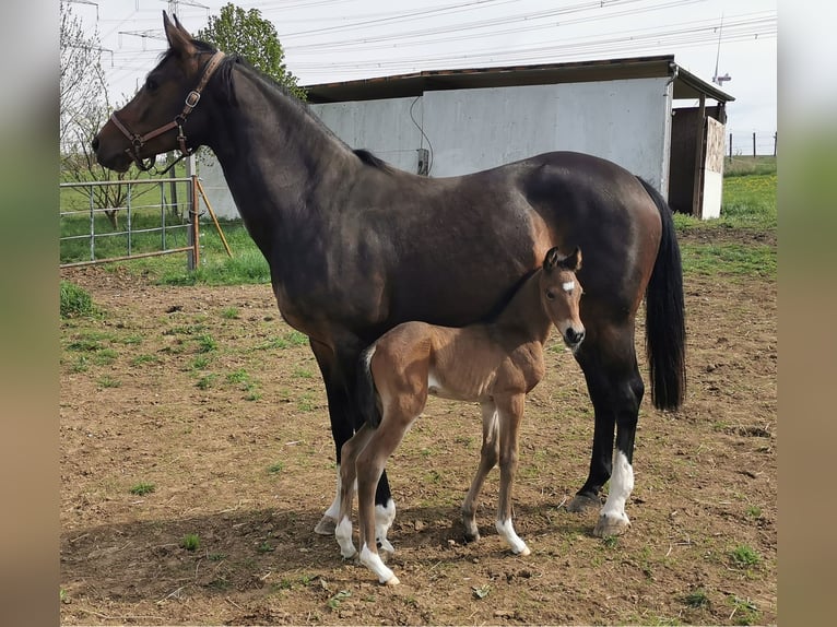 Cheval de sport allemand Jument Poulain (04/2025) 168 cm Bai in D&#xF6;brichau