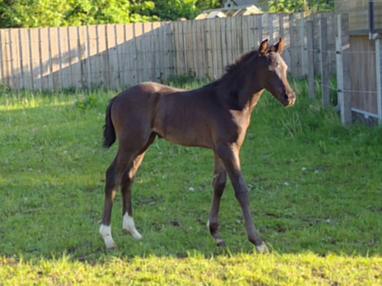 Cheval de sport allemand Jument Poulain (04/2024) 168 cm Noir in Viöl