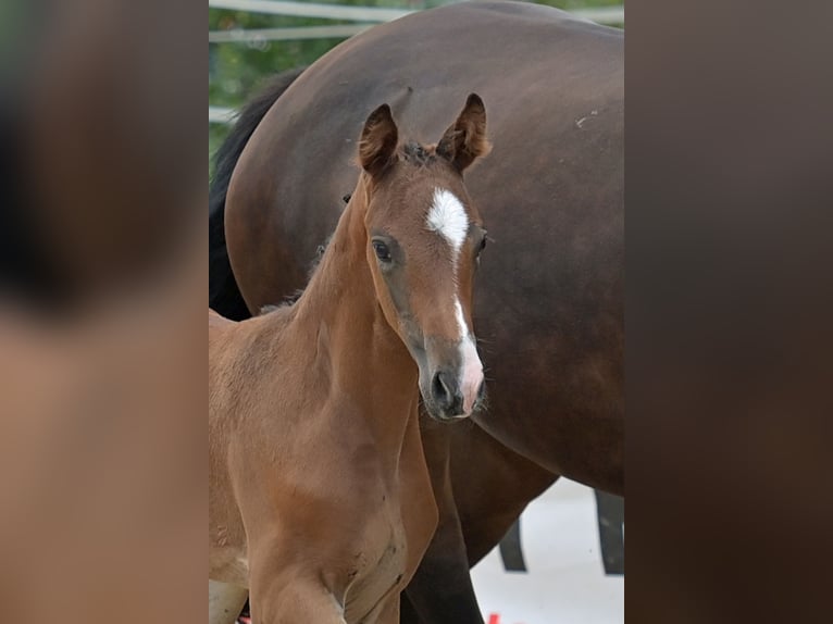 Cheval de sport allemand Jument Poulain (05/2024) 169 cm Bai brun in Neckargemünd