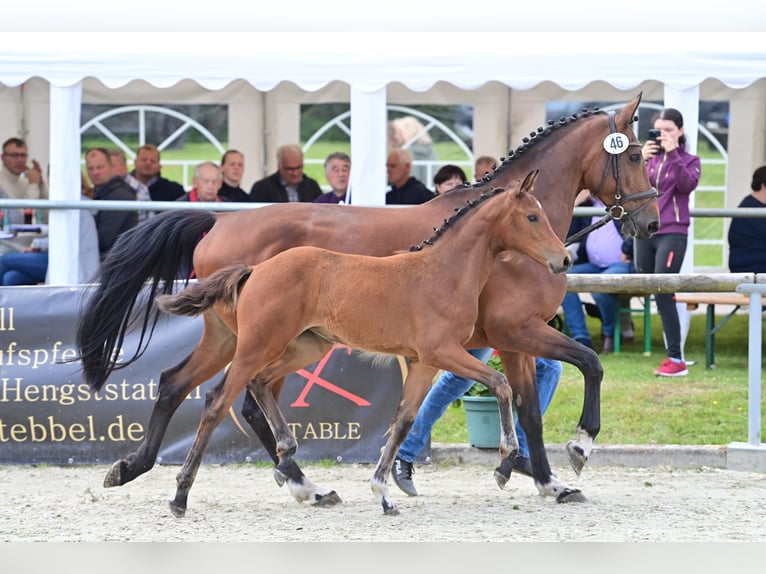 Cheval de sport allemand Jument Poulain (03/2024) 169 cm Bai in Verl