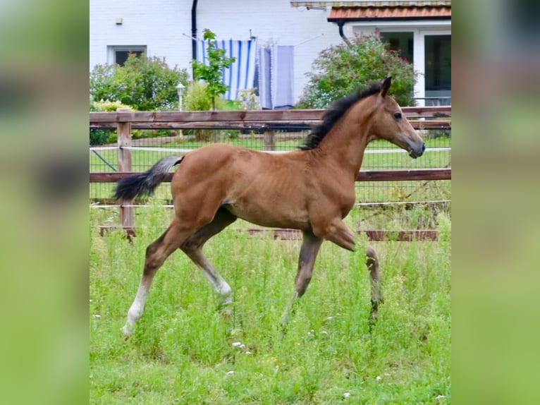 Cheval de sport allemand Jument Poulain (05/2024) 169 cm Gris (bai-dun) in Ottnang