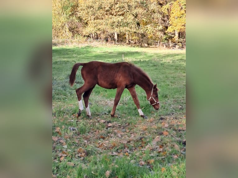 Cheval de sport allemand Jument  170 cm Alezan in Putlitz