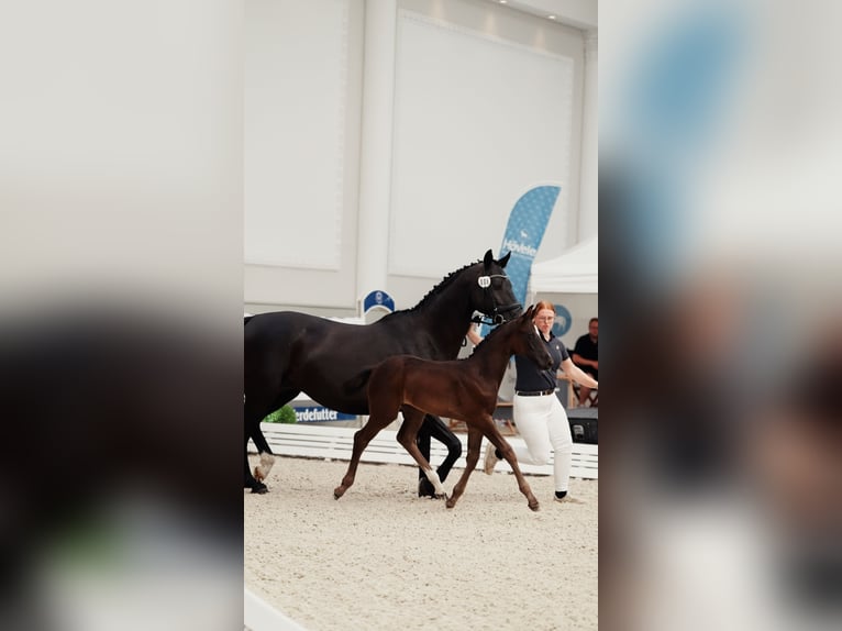 Cheval de sport allemand Jument Poulain (05/2026) 170 cm Bai brun foncé in Luckau