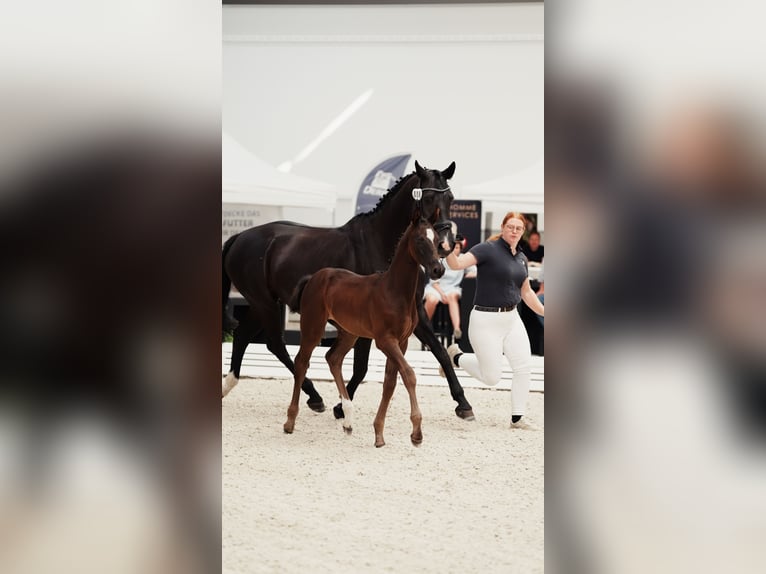 Cheval de sport allemand Jument Poulain (05/2026) 170 cm Bai brun foncé in Luckau
