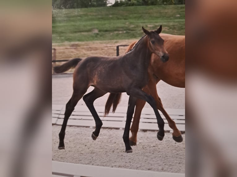 Cheval de sport allemand Jument Poulain (03/2025) 170 cm Bai in Bersteland Freiwalde