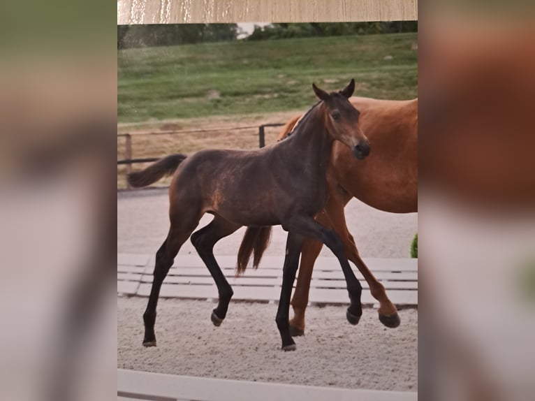 Cheval de sport allemand Jument Poulain (03/2025) 170 cm Bai in Bersteland Freiwalde