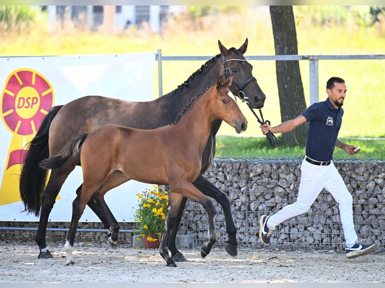 Cheval de sport allemand Jument Poulain (04/2025) 170 cm Bai in Solnhofen