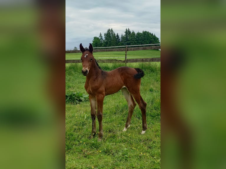 Cheval de sport allemand Jument  170 cm Bai in Ki&#xDF;legg