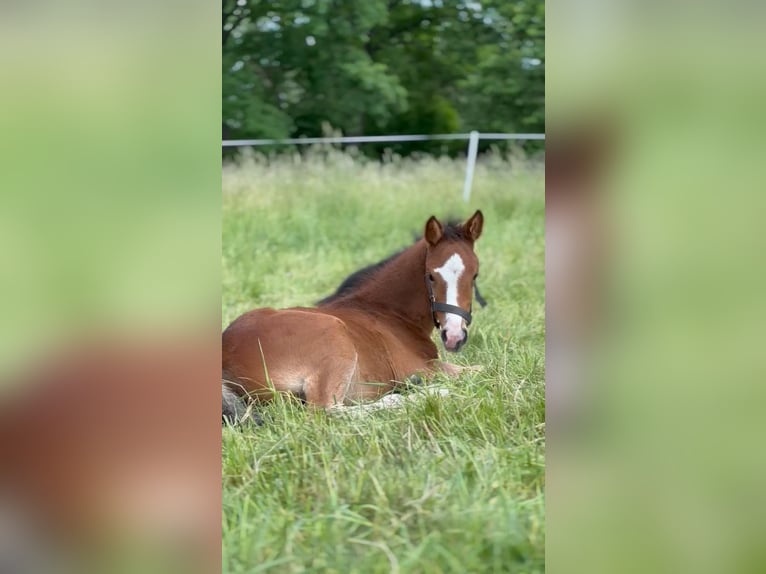 Cheval de sport allemand Jument  170 cm Bai in Temnitztal