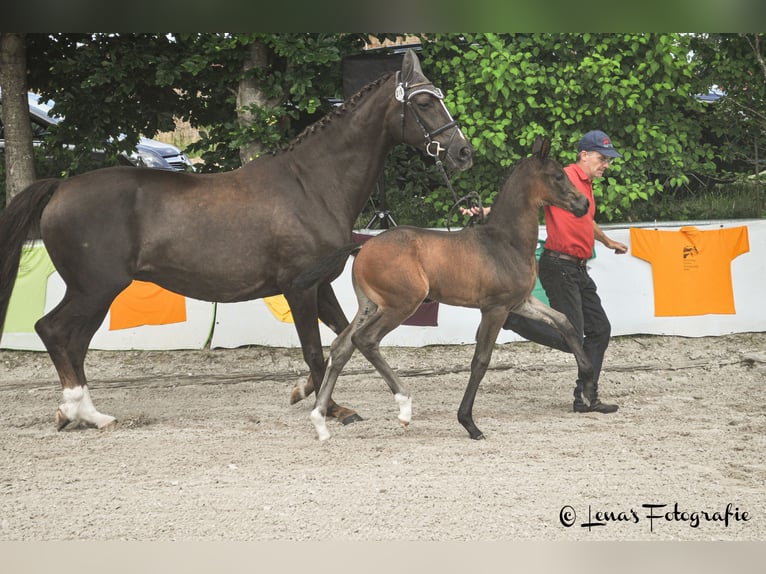 Cheval de sport allemand Jument Poulain (05/2024) 170 cm in Bechhofen