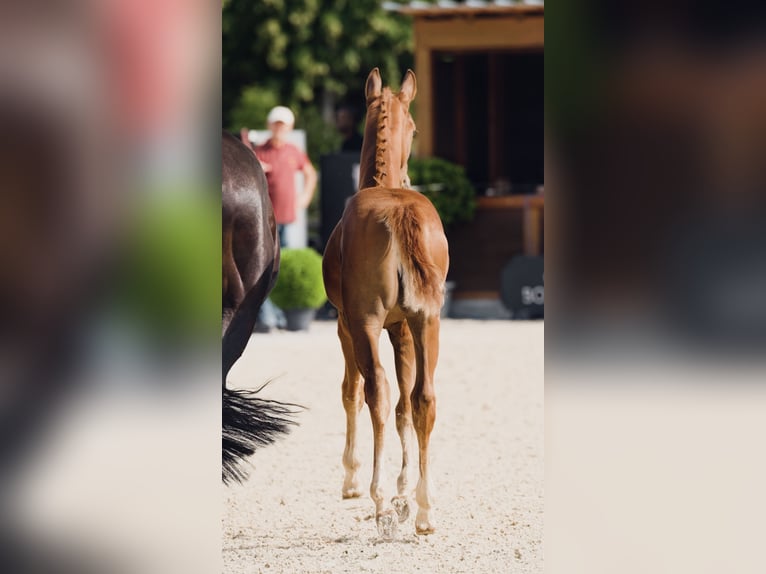 Cheval de sport allemand Jument Poulain (04/2025) 170 cm in Luckau