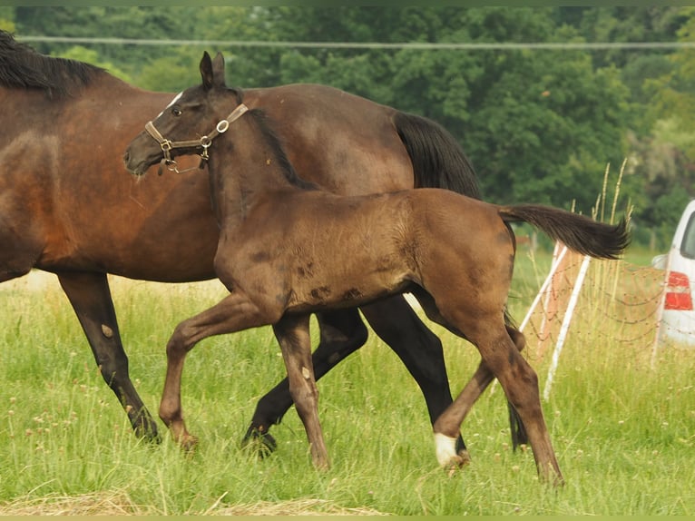 Cheval de sport allemand Jument Poulain (04/2026) 170 cm Noir in Langenwetzendorf