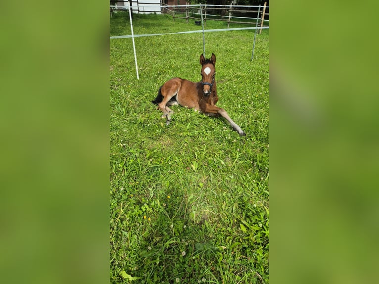 Cheval de sport allemand Jument Poulain (05/2025) 172 cm Bai brun in Grabenstetten
