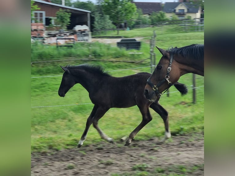 Cheval de sport allemand Jument Poulain (02/2024) 172 cm Peut devenir gris in Bühlerzell