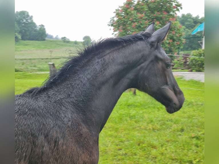 Cheval de sport allemand Jument Poulain (02/2024) 172 cm Peut devenir gris in Bühlerzell