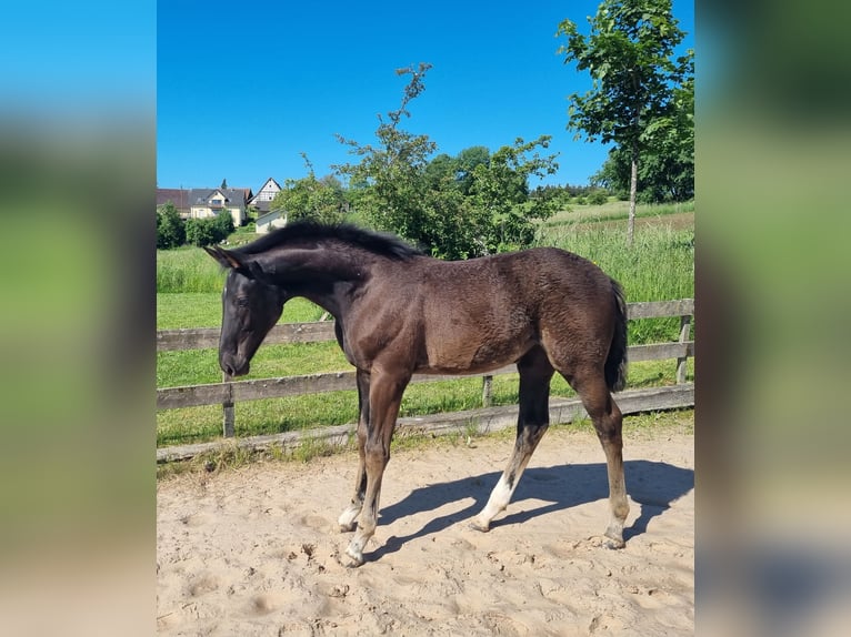 Cheval de sport allemand Jument Poulain (02/2024) 172 cm Peut devenir gris in Bühlerzell