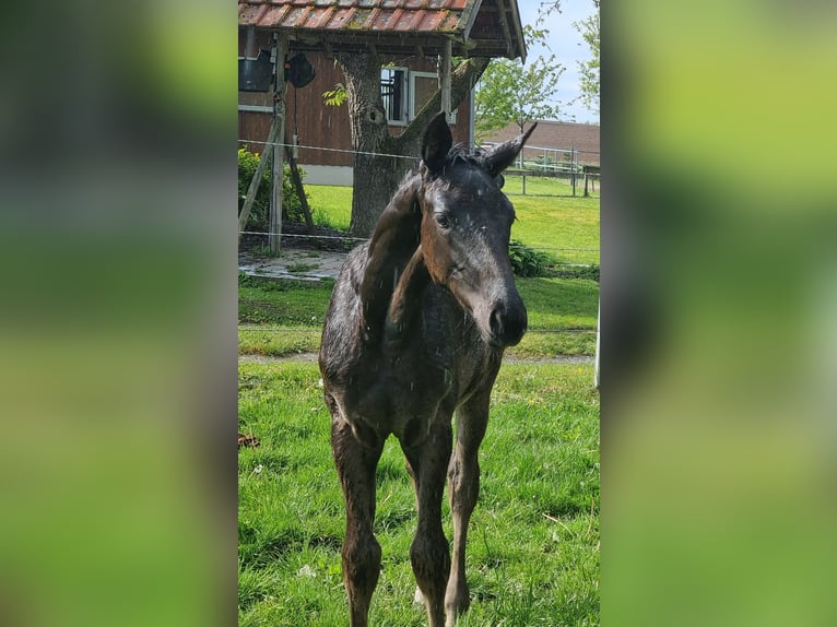 Cheval de sport allemand Jument Poulain (02/2024) 172 cm Peut devenir gris in Bühlerzell