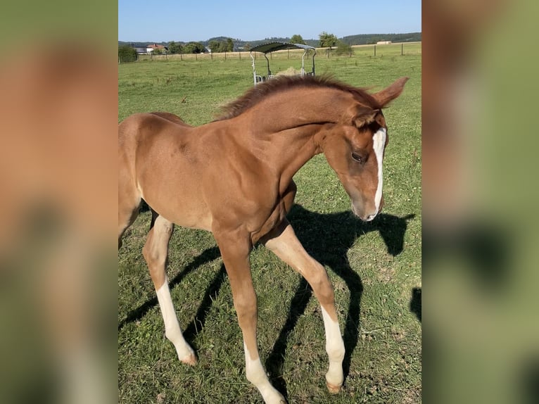 Cheval de sport allemand Jument Poulain (06/2025) 173 cm Alezan in Waldbrunn (Westerwald)