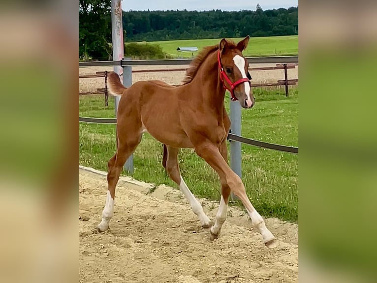 Cheval de sport allemand Jument Poulain (06/2025) 173 cm Alezan in Waldbrunn (Westerwald)