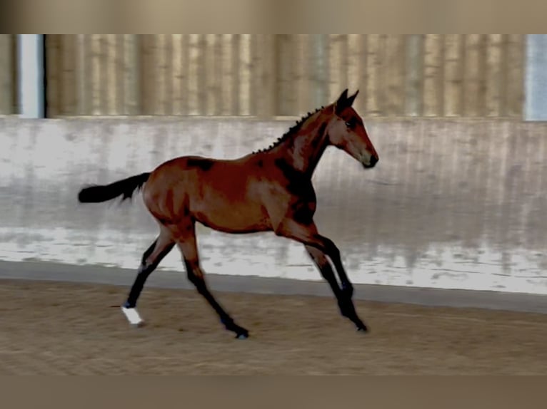 Cheval de sport allemand Jument Poulain (03/2025) 175 cm Bai in L&#xF6;wenberger Land