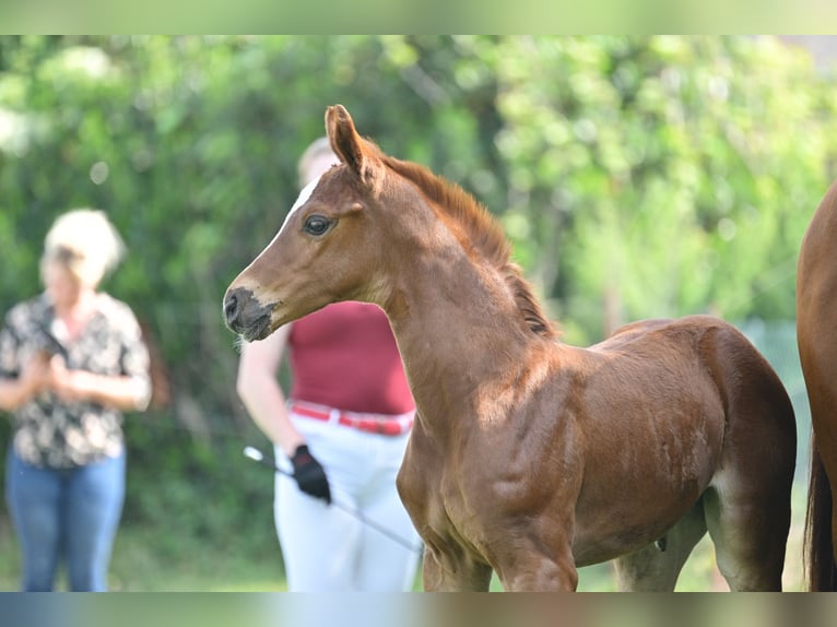 Cheval de sport allemand Jument Poulain (05/2025) Alezan brûlé in Schönwalde-Glien