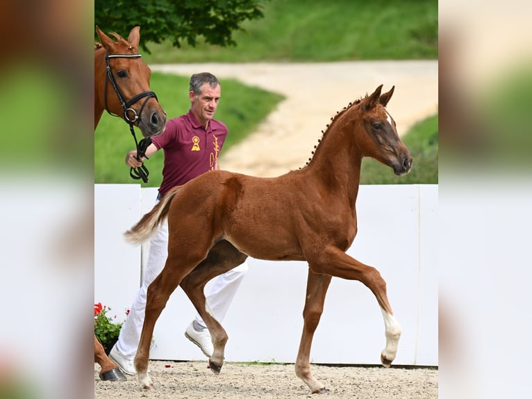 Cheval de sport allemand Jument Poulain (03/2024) Alezan brûlé in Weilheim an der Teck