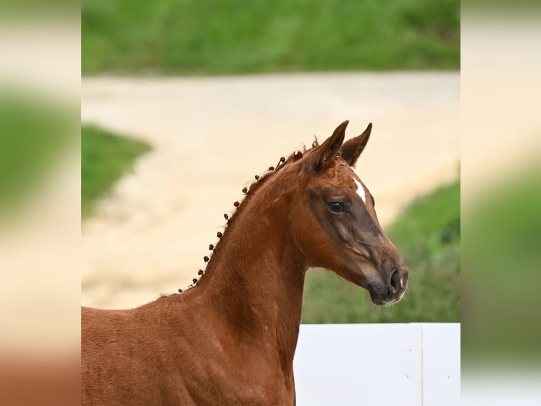 Cheval de sport allemand Jument Poulain (03/2024) Alezan brûlé in Weilheim an der Teck