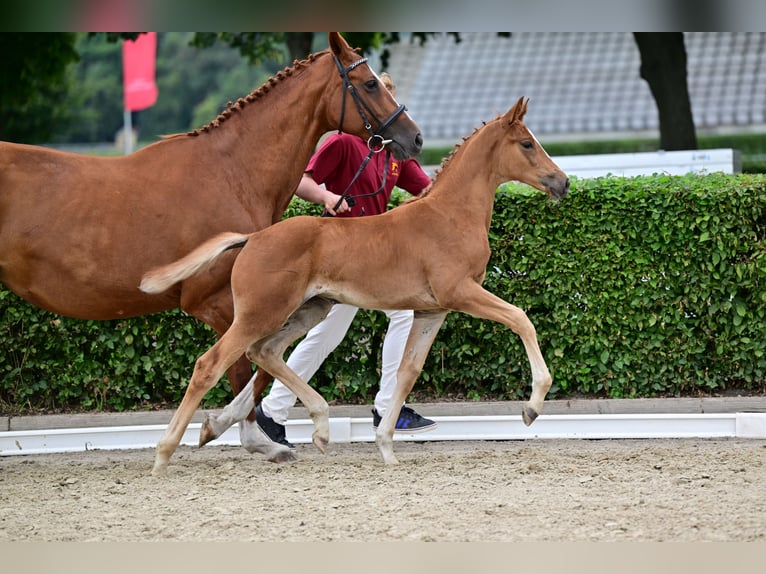 Cheval de sport allemand Jument Poulain (05/2026) Alezan in Wenddorf