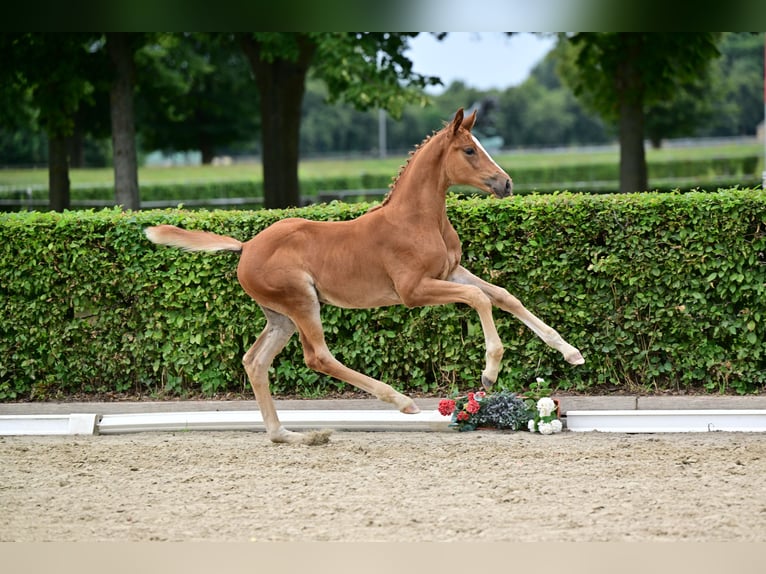 Cheval de sport allemand Jument Poulain (05/2026) Alezan in Wenddorf