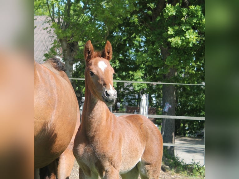 Cheval de sport allemand Jument Alezan in Heistenbach Cheval de sport allemand Jument Alezan in Heistenbach