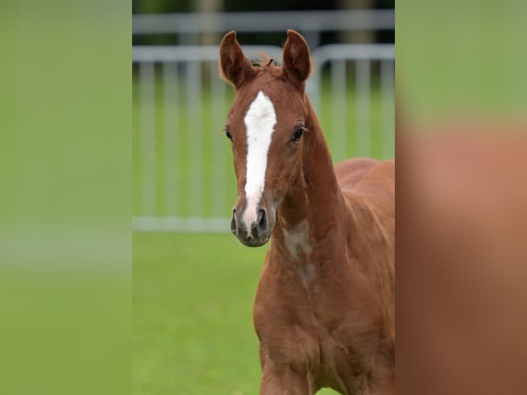 Cheval de sport allemand Jument Poulain (06/2024) Alezan in Illertissen