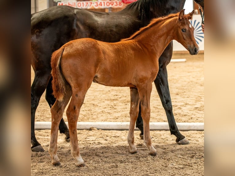 Cheval de sport allemand Jument  Alezan in Sch&#xF6;nebeck (Elbe)