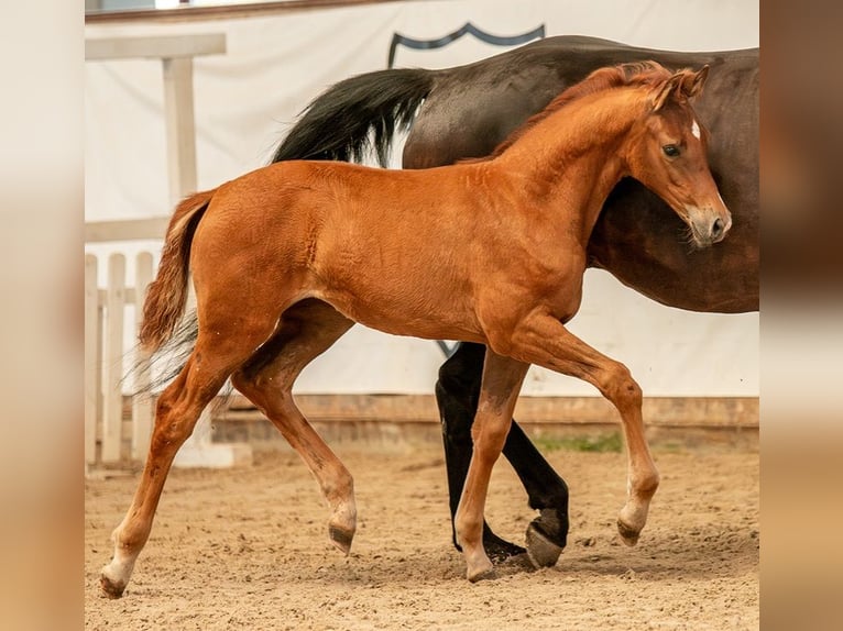Cheval de sport allemand Jument  Alezan in Sch&#xF6;nebeck (Elbe)