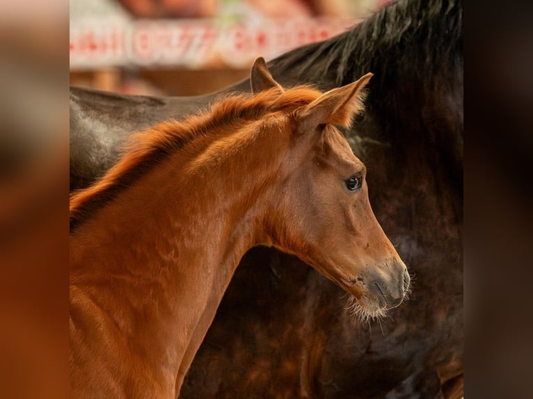 Cheval de sport allemand Jument  Alezan in Sch&#xF6;nebeck (Elbe)