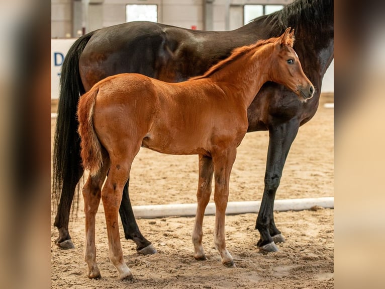 Cheval de sport allemand Jument  Alezan in Sch&#xF6;nebeck (Elbe)