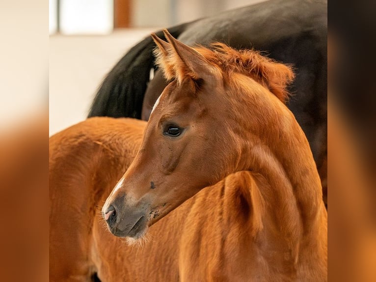 Cheval de sport allemand Jument  Alezan in Sch&#xF6;nebeck (Elbe)