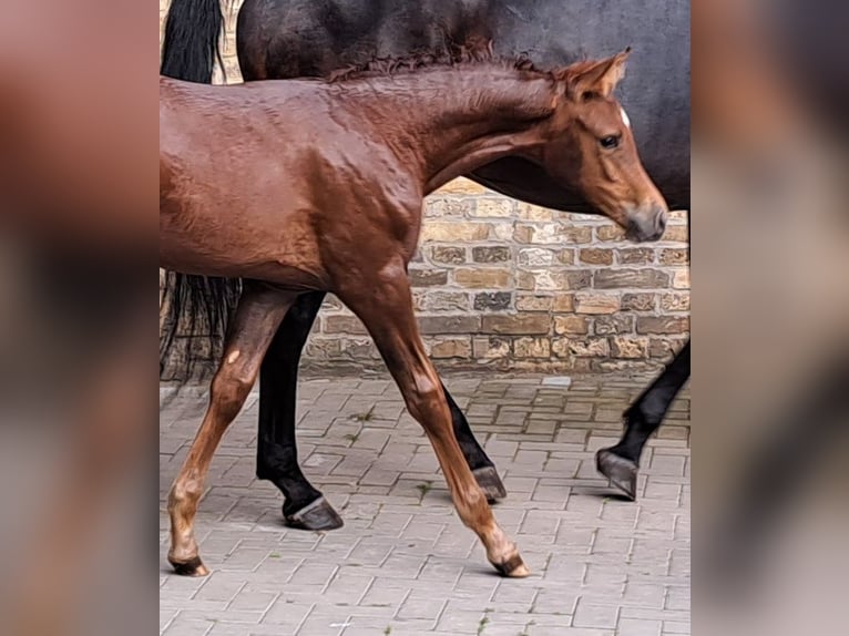 Cheval de sport allemand Jument  Alezan in Sch&#xF6;nebeck (Elbe)