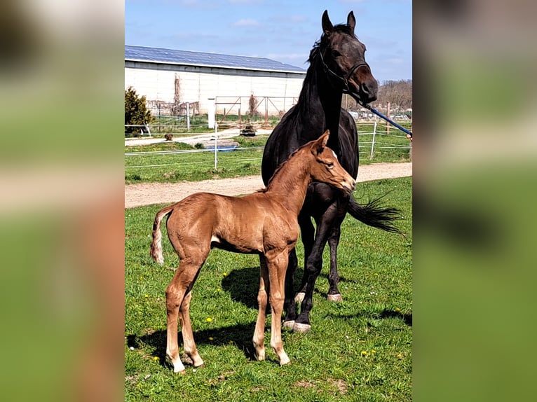 Cheval de sport allemand Jument  Alezan in Sch&#xF6;nebeck (Elbe)