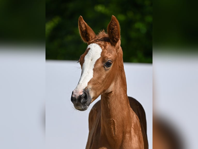 Cheval de sport allemand Jument Poulain (05/2025) Alezan in Gomadingen