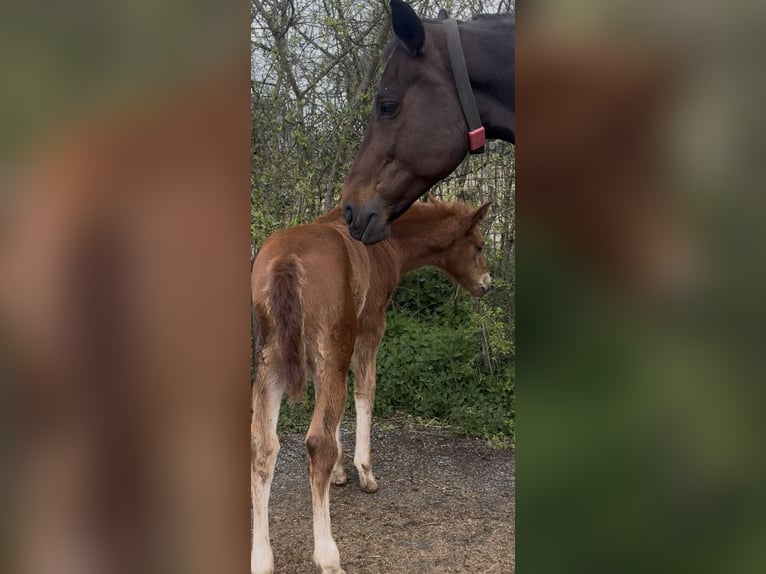 Cheval de sport allemand Jument Poulain (03/2026) Alezan in Weilburg