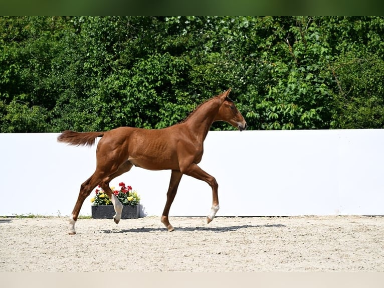 Cheval de sport allemand Jument  Alezan in Illertissen