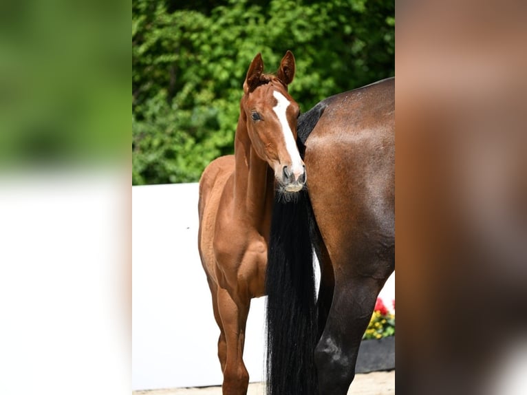 Cheval de sport allemand Jument  Alezan in Illertissen